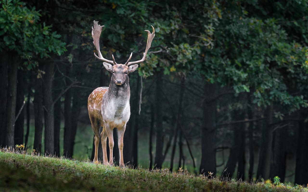 caméra de chasse