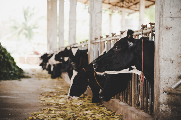 tetes-vaches-holstein-noires-blanches-se-nourrissant-herbe-dans-ecurie-hollande_1150-12761[1]